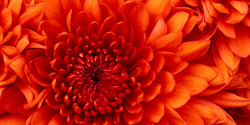 Chrysanthemum