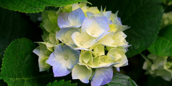 Hydrangeas